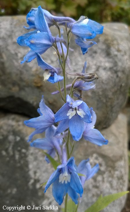 Delphinium Elatum-Ryhmä 'Summer Skies', jaloritarinkannus